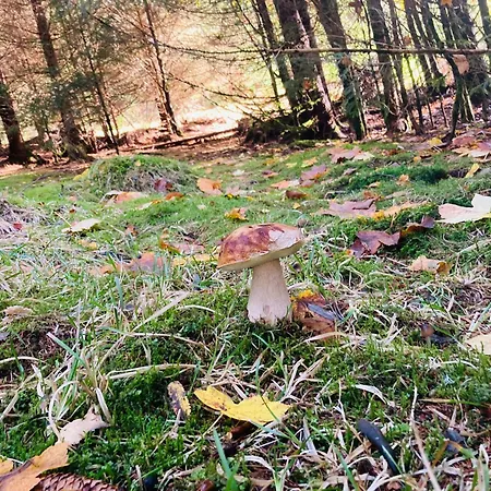 Le Perchoir Du Grand Valtin - Gite 9 Personnes - Altitude 830 Ban-sur-Meurthe-Clefcy Esterno foto